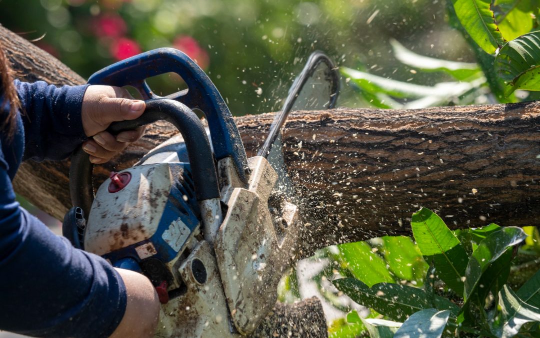 AmeriTree’s Top 5 Tree Removal Safety Tips for Homeowners