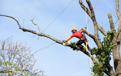 The Benefits of Professional Tree Cutting