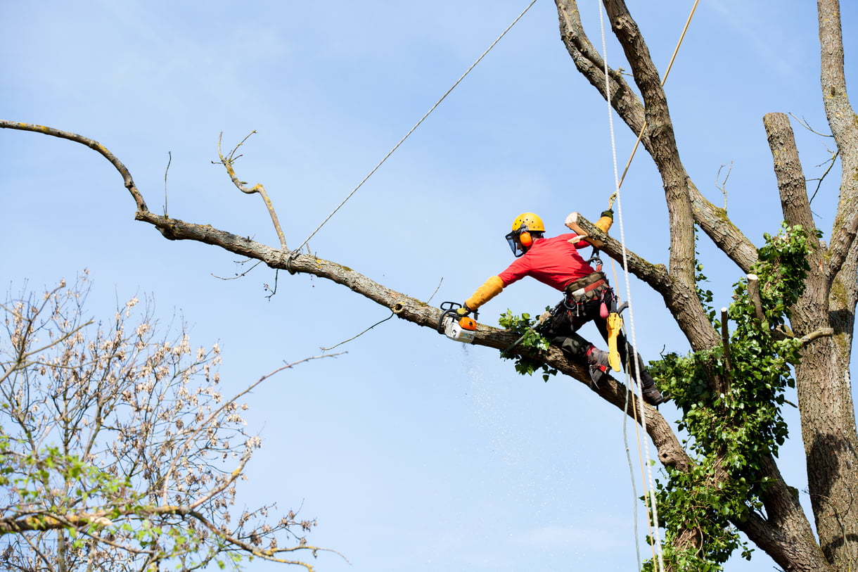 17210671992378378 (1) Tree Cutting Tree Cutting