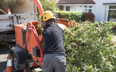 When Should You Consider Professional Tree Removal Services for Your Property?