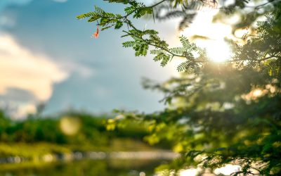 Tree Care: Nurturing Nature’s Guardians