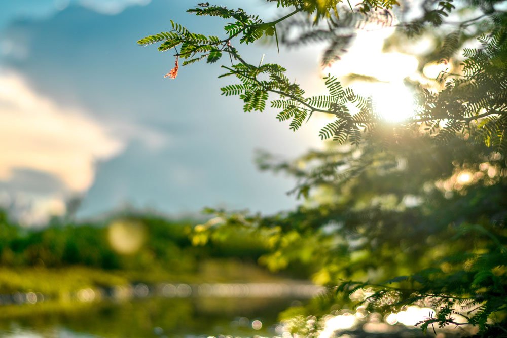 Baltimore tree care