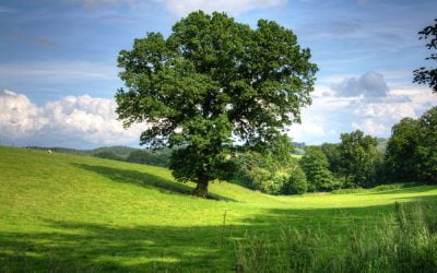 Ensuring Well-Being of Your Trees