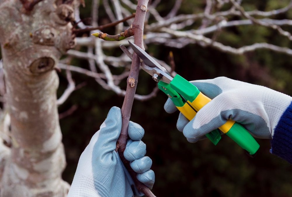 Professional Pruning