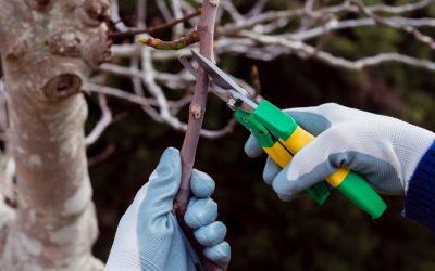 Signs Your Tree Needs Professional Pruning Before It’s Too Late