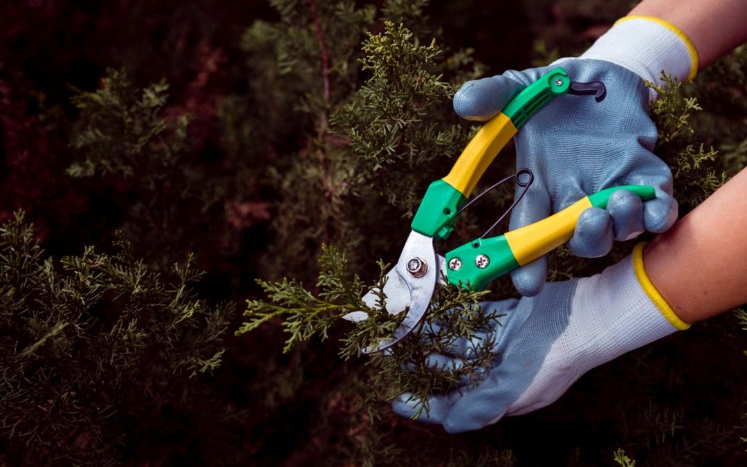 Hands in gloves using pruning shears to cut small branches in a bush.