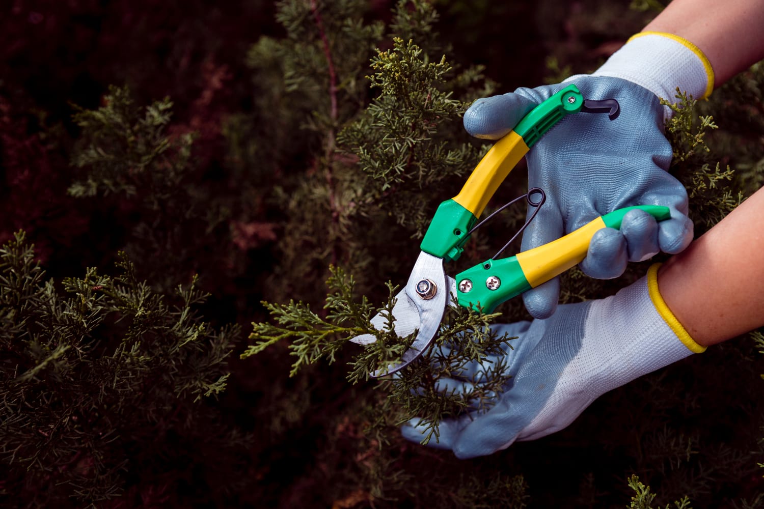 2148396752 Hands in gloves using pruning shears to cut small branches in a bush.