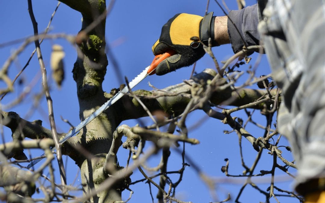 A person wearing gloves uses a saw to prune branches from a tree under a clear blue sky.