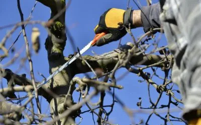 Needing Emergency Tree Removal?
