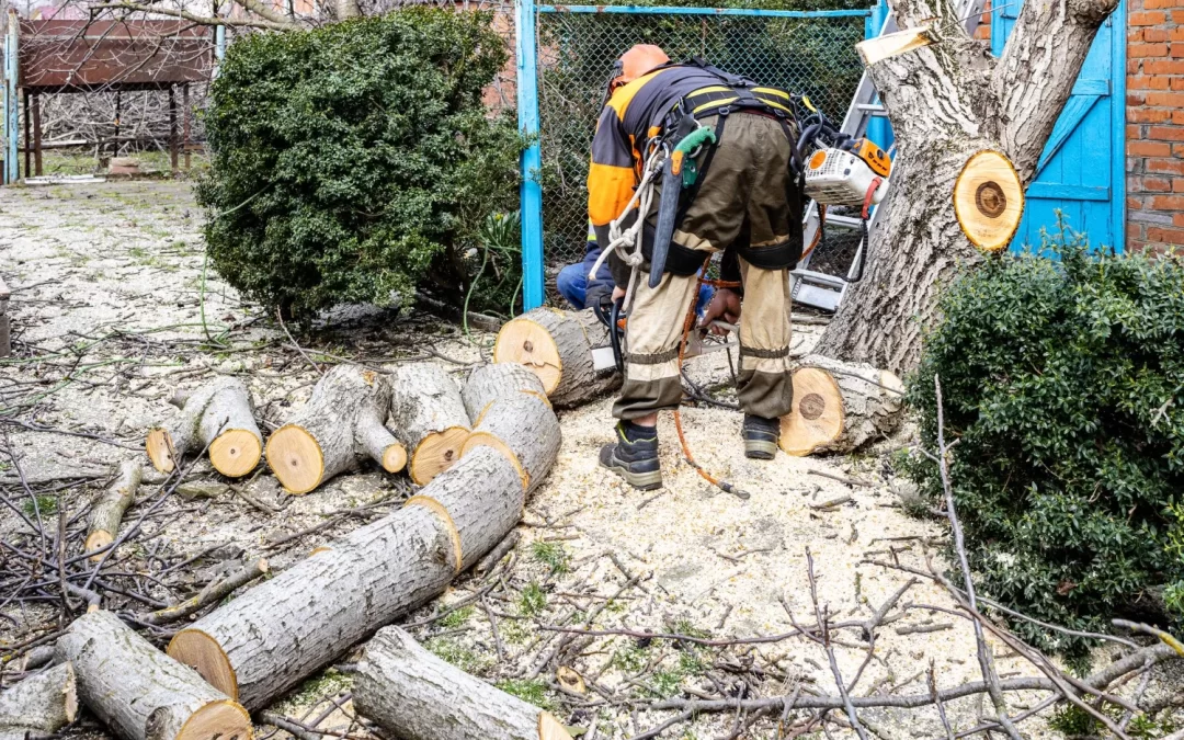 How a Tree Safety Inspection Can Save Your Home from Hidden Hazards