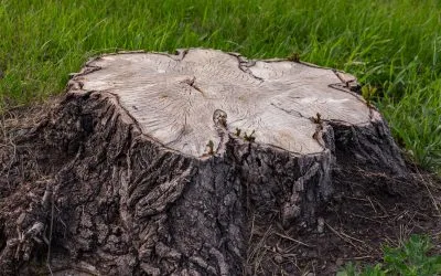 The Hidden Dangers of Leaving Tree Stumps in Your Yard