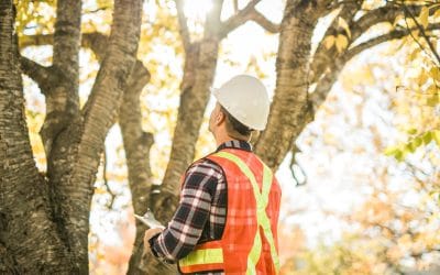 Is That Tree a Ticking Time Bomb? Why Safety Inspections Are a Must