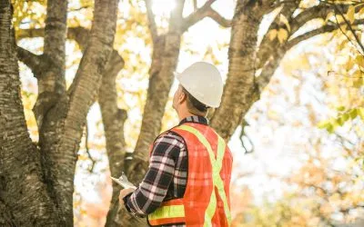 Is That Tree a Ticking Time Bomb? Why Safety Inspections Are a Must