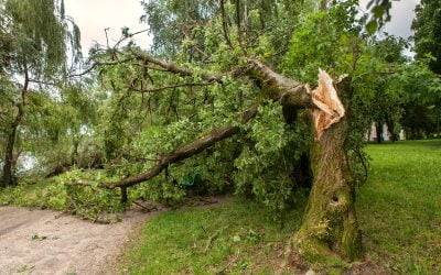 3 Warning Signs Your Tree Might Fall Soon