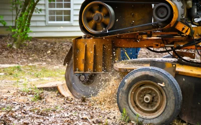 Stump Removal Done Right: Why Grinding Out Tree Stumps Saves You Trouble Later