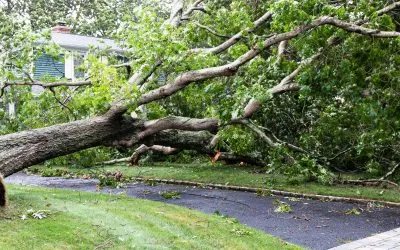 5 Reasons to Call for Emergency Tree Removal After a Storm