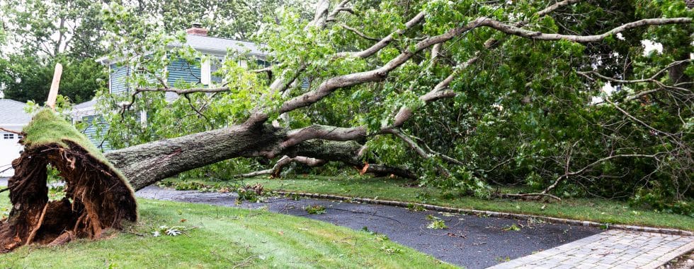 A large tree is uprooted and fallen across a driveway, near a house, after a storm. .