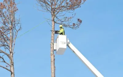 Should That Tree Stay or Go? How to Tell When It’s Time for Removal