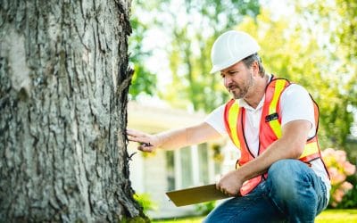5 Signs It’s Time for a Tree Inspection to Keep Your Property Safe
