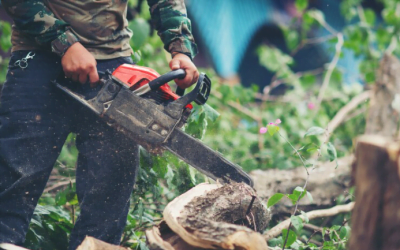 The Essentials: Preparing for a Tree Cutting Service