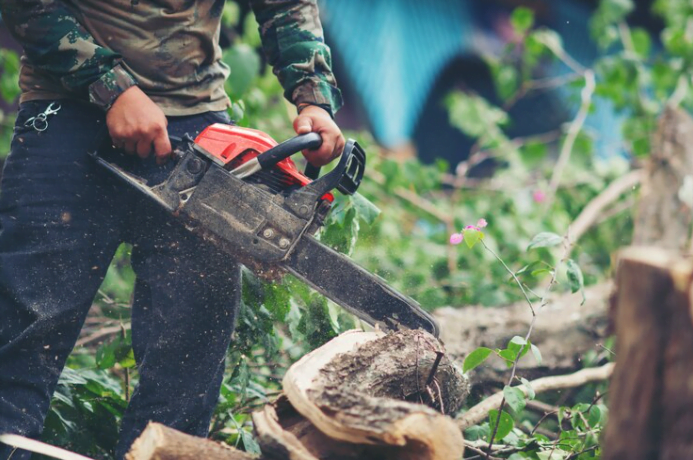tree cutting Tree Cutting Service - AmeriTree Experts