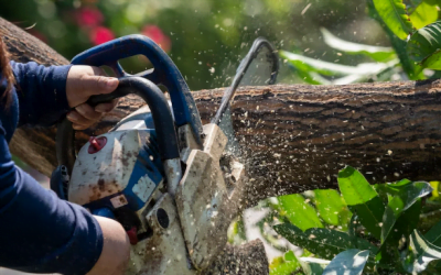 Branching Out Safely: 4 Signs It’s Time for Tree Removal