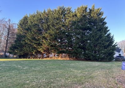 Overgrown Tree in Need of Tree Service - Ameri Tree Experts