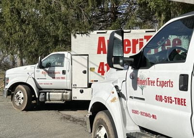 Tree Service - Ameri Tree Experts