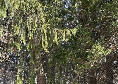 Tree Service - Ameri Tree Experts