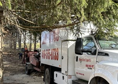 Tree Service - Ameri Tree Experts