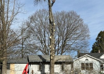 Tree Trimming Service - Ameri Tree Experts