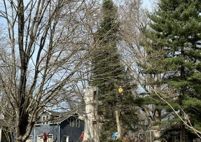 Tree Service - Ameri Tree Experts