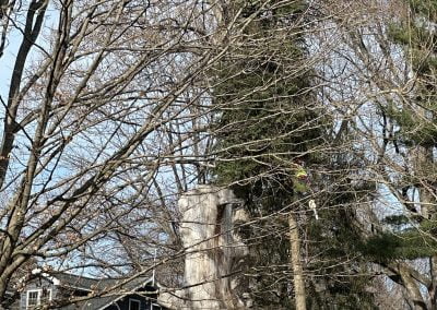 Tree Service - Ameri Tree Experts