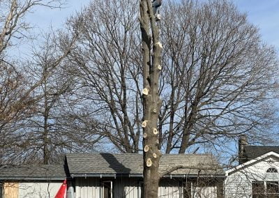 Tree Service - Ameri Tree Experts