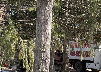 Tree Service - Ameri Tree Experts