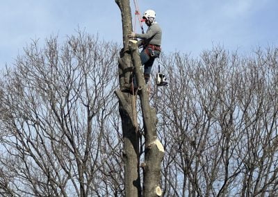 Hanging Tree Removal - AmeriTree Experts