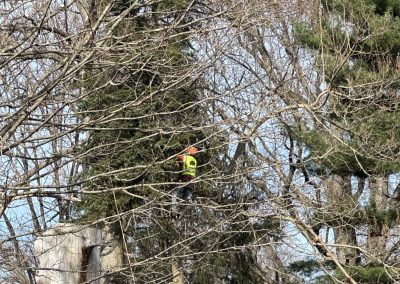 Tree Service - Ameri Tree Experts