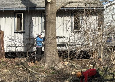 Tree Service - Ameri Tree Experts