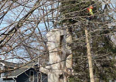 Tree Service - Ameri Tree Experts