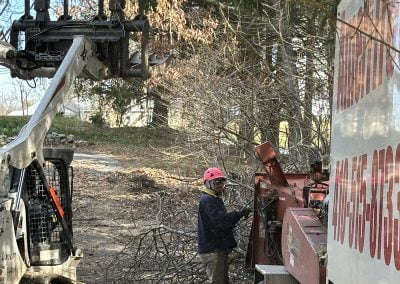 Tree Service - Ameri Tree Experts