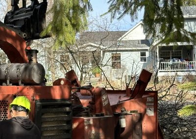 Tree Service - Ameri Tree Experts