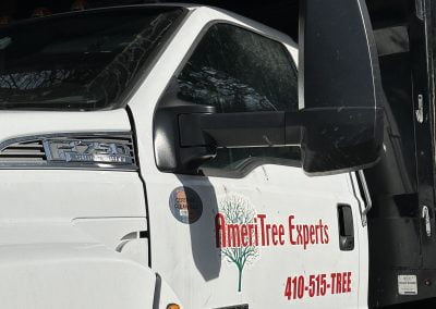 Tree Service - Ameri Tree Experts