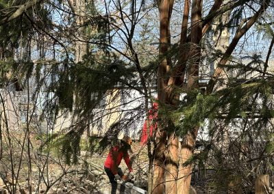 Tree Service - Ameri Tree Experts