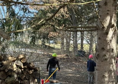 Tree Service - Ameri Tree Experts