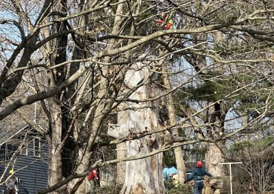 Tree Service - Ameri Tree Experts