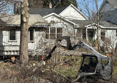 Tree Service - Ameri Tree Experts