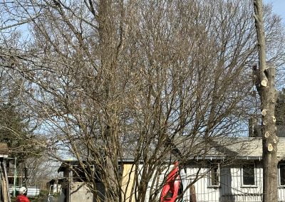 Tree Service - Ameri Tree Experts