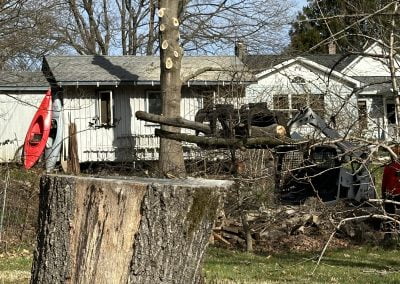 Tree Service - Ameri Tree Experts