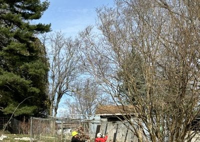 Local Tree Service - Ameri Tree Experts