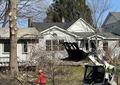 Local Tree Service Experts- Ameri Tree Experts